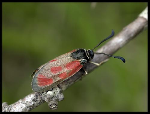 Zygaena loti