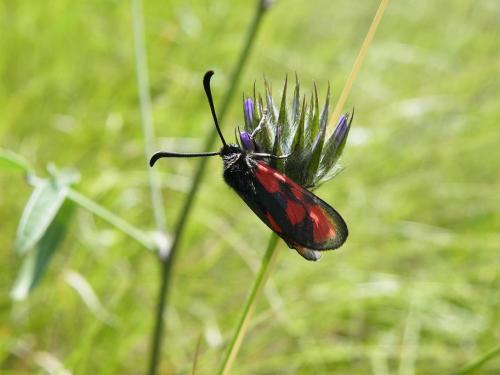 Zygaena loti