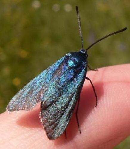 Adscita sp.