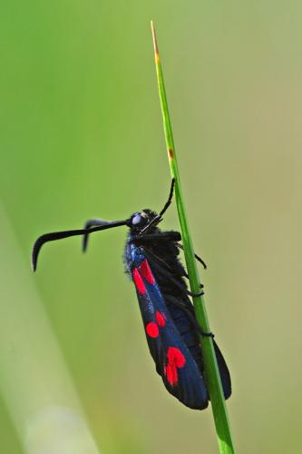 Réf. 58 453 : Zygaena sp.