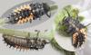 Harmonia axyridis