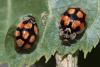 Adalia decempunctata