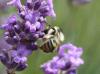 58889 – Photo : Patrick Straub – France (68)