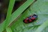 58931 – Photo : Audrey Poujol – France (12)