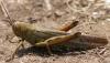 58795 – Photo : Christian Widmann – Turquie