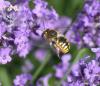 58982 – Photo : Patrick Straub – France (68)