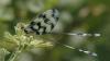 58034 – Photo : Christian Widmann – Turquie