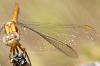 58870 – Photo : Christian Widmann – Turquie