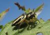 58571 – Photo : Didier Petot – France (30)