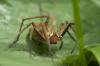 Pisaura mirabilis
