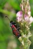 58452 – Photo : Bernard DELEFOSSE – France (84)