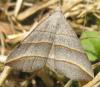 58629 – Photo : Amy – France (52)