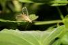 58313 – Photo : Gerard VIGO – France (24)