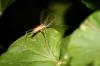 58314 – Photo : Gerard VIGO – France (24)