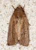 58487 – Photo : Dimitri GEYSTOR – France (47)