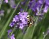 58947 – Photo : Patrick Straub – France (68)
