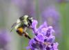 58861 – Photo : Patrick Straub – France (68)