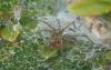 58523 – Photo : Dominique Bataille – France (34)