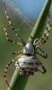 58346 – Photo : Dominique Bataille – France (34)