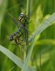 58016 – Photo : Marc Solari – France (68)