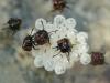 58946 – Photo : Franck Buron – France (49)