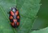 Cercopis vulnerata
