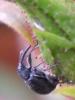 58827 – Photo : Zogrot – France (59)