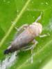 58830 – Photo : Zogrot – France (59)