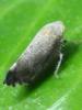 58831 – Photo : Zogrot – France (59)
