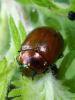 58626 – Photo : Zogrot – France (59)