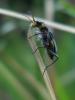 58423 – Photo : Zogrot – France (59)