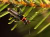 58421 – Photo : Vincent Derreumaux – France (20)