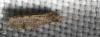58543 – Photo : pendruc – France (78)