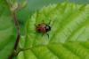 58475 – Photo : Michel Ehrhardt – France (68)