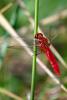58090 – Photo : Bernard DELEFOSSE – France (13)