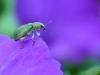 58005 – Photo : Denys Liger – France (27)