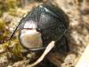58869 – Photo : Pallas – France (95)