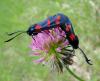 58431 – Photo : Arnaud Jean-Pierre – France (09)