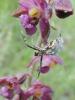 58608 – Photo : Arnaud Jean-Pierre – France (09)