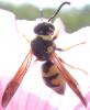 58702 – Photo : Phil – France (40)