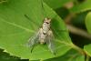 58631 – Photo : David Defoort – France (33)