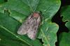 58433 – Photo : Samuel DUCEPT – France (86)
