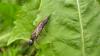 58588 – Photo : dominique plantivet – France (85)
