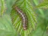 58742 – Photo : cojac – France (81)