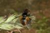 Gymnosoma sp.