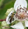 58145 – Photo : Jean-Claude POMIES – France (33)