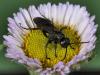 58443 – Photo : Bernard BOHER – France (09)