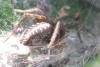 Agelena sp.