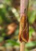 58572 – Photo : Amy – France (52)