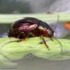 58250 – Photo : Bernard VENEAU – France (41)